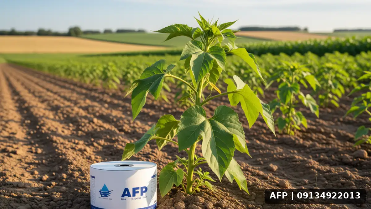 Rainfed Irrigation in Fava Bean Cultivation: Prerequisites for Success 4 آبیاری بارانی در کشت باقلا: پیشنیازها - تصویر 3