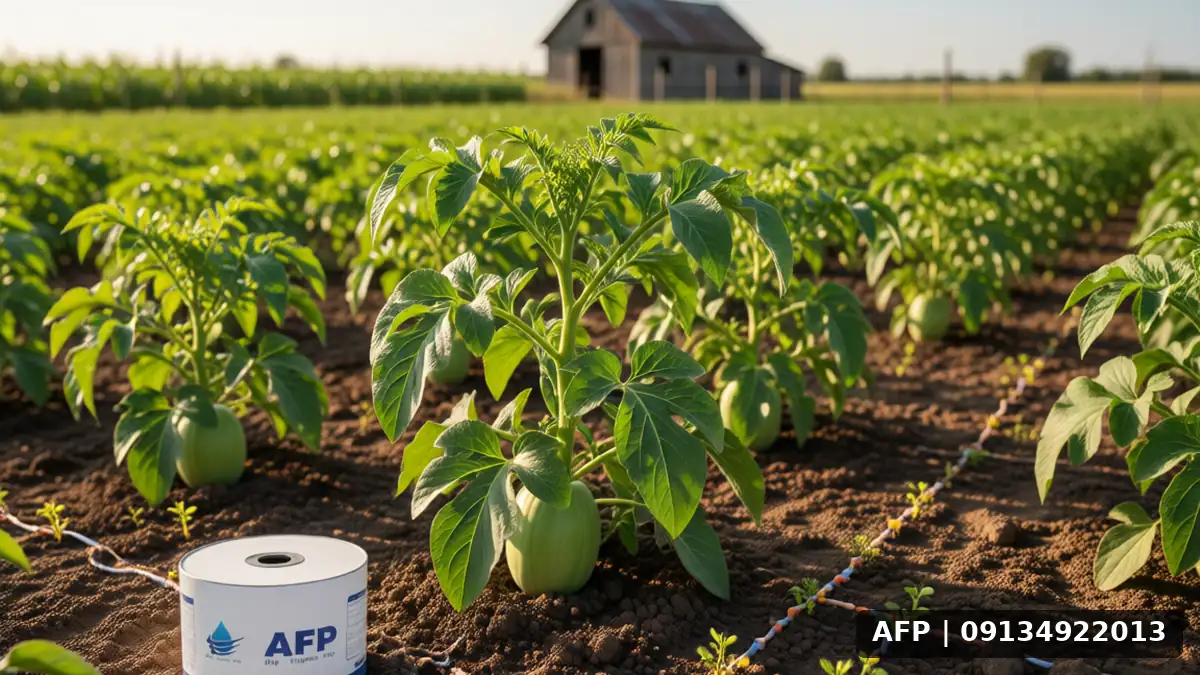 آبیاری گره‌ای در کشت خربزه - نمای کلی