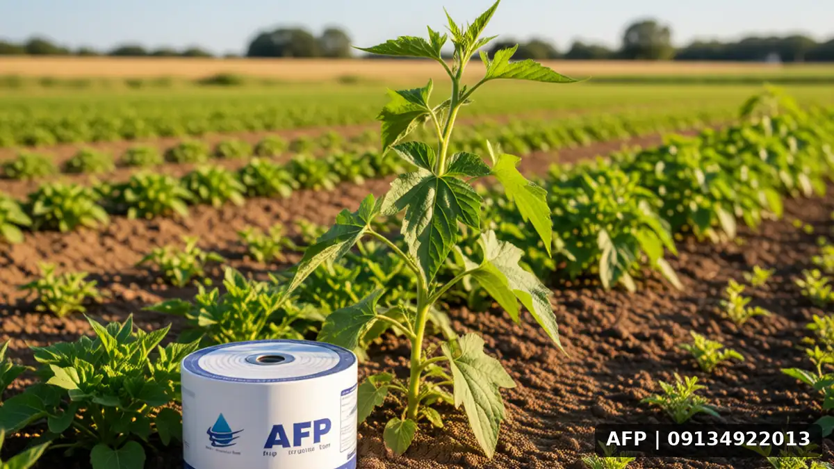 آفات و بیماری‌های طالبی با آبیاری قطره‌ای – تصویر 1