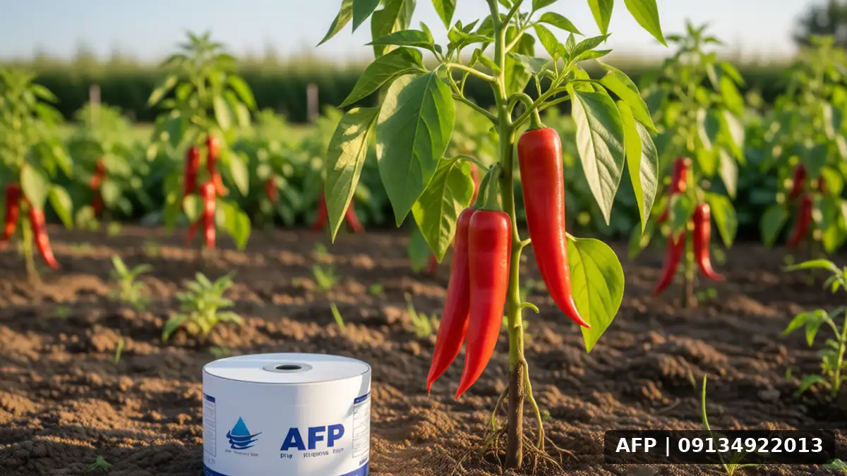 Bell Pepper Pests and Diseases Under Drip Irrigation 3 آفات و بیماریهای پاپریکا با آبیاری قطرهای - تصویر 2