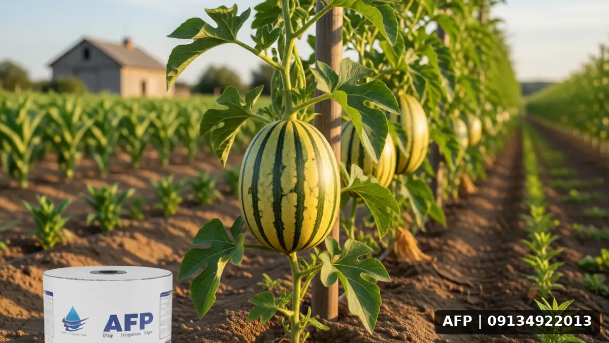 Comprehensive Guide to Cantaloupe Cultivation with Drip and Tip Line Irrigation 9 راهنمای جامع کاشت طالبی با آبیاری قطرهای – تصویر 1