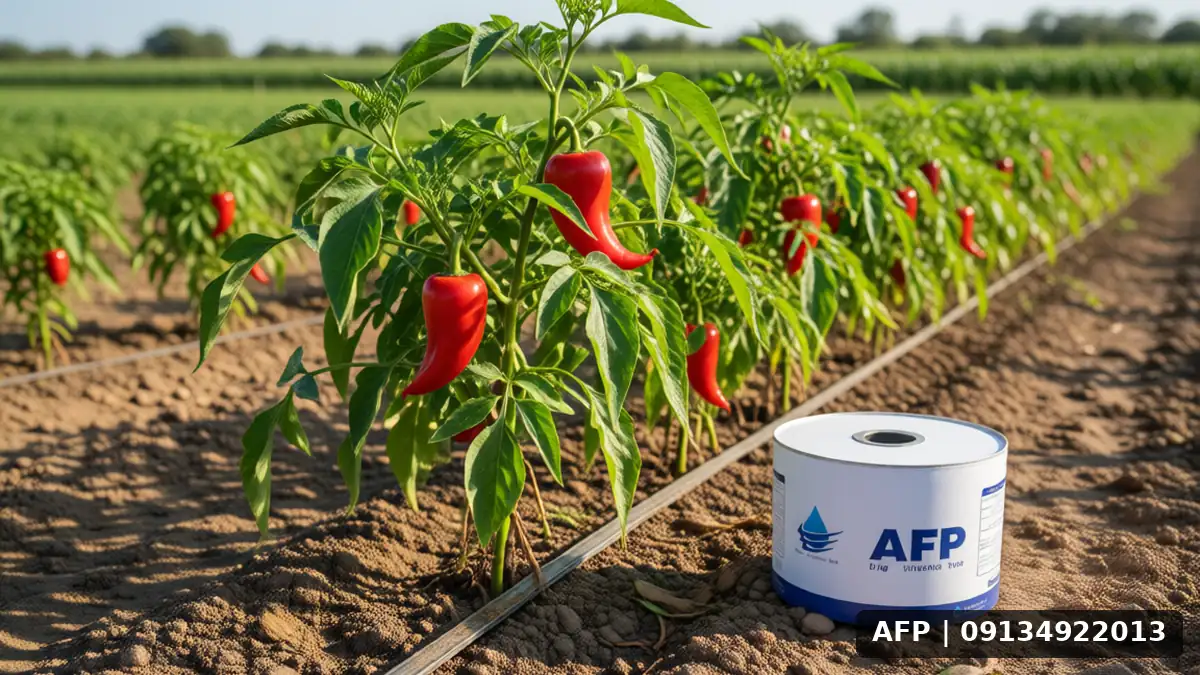 Pepper Yield per Hectare with Drip Irrigation: Comprehensive Optimization Guide 4 میزان برداشت پاپریکا در هکتار با نوار تیپ - تصویر 3