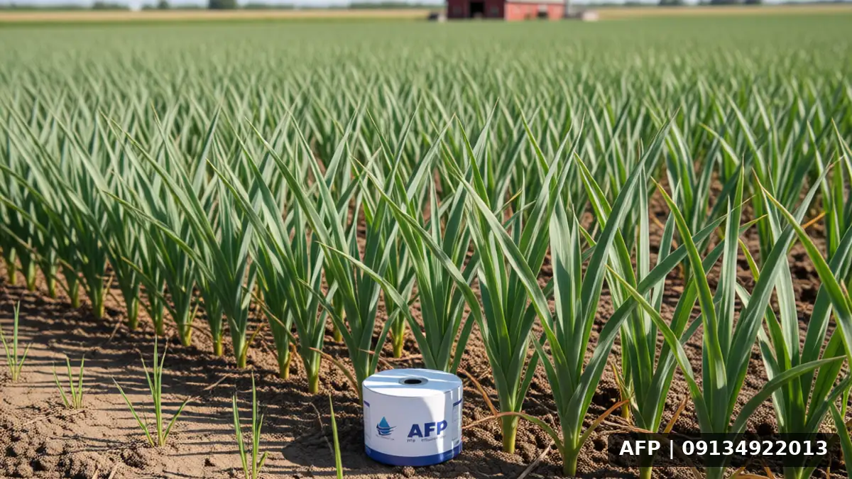 Tire Strip Maintenance in Shallot Cultivation: Practical Strategies for Root and Branch Optimization 3 نگهداری موسیر با نوار تیپ: نکات کلیدی - تصویر 2