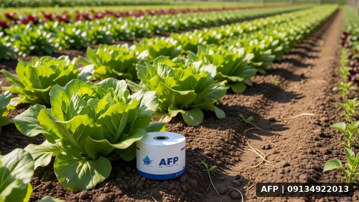 Lettuce Maintenance with TTI Drip: Key Tips for Maximum Efficiency 3 نگهداری کاهو با نوار تیپ: نکات کلیدی - تصویر 2