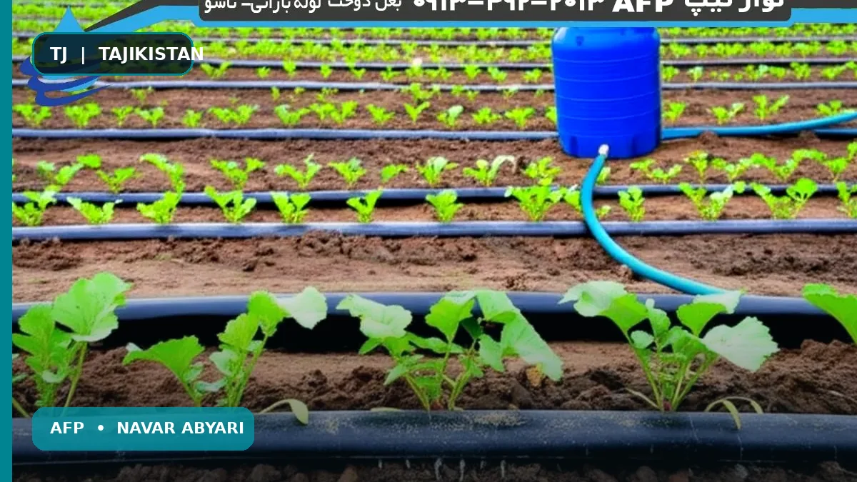 Роҳнамои пурраи истифодаи лентароӣ (нори капиллярӣ) барои сабзӣ: фосилаҳо, фоидаҳо ва нуқтаҳои калидӣ 1 Роҳнамои пурраи истифодаи лентароӣ (нори капиллярӣ) барои сабзӣ: фосилаҳо, фоидаҳо ва нуқтаҳои калидӣ