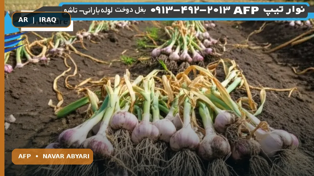 إنتاجية الثوم في الهكتار: العوامل المؤثرة وسبل زيادة المحصول 1 إنتاجية الثوم في الهكتار: العوامل المؤثرة وسبل زيادة المحصول