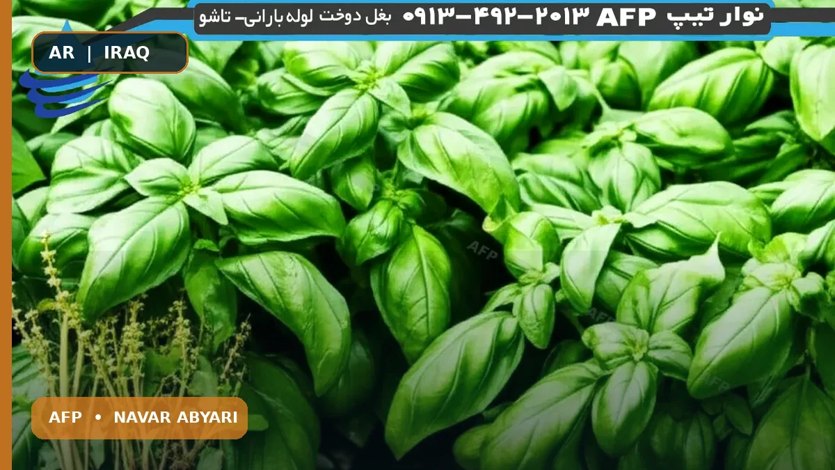 كمية حصاد الريحان للهكتار: دليل كامل وعملي 1 كمية حصاد الريحان للهكتار: دليل كامل وعملي