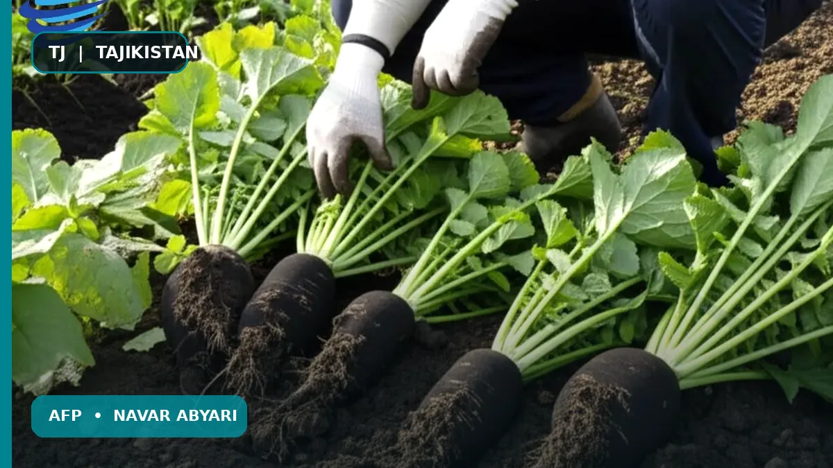 Миқдори ҳосили тарби сиёҳ дар як гектар + омилҳои таъсиррасон 1 Миқдори ҳосили тарби сиёҳ дар як гектар + омилҳои таъсиррасон