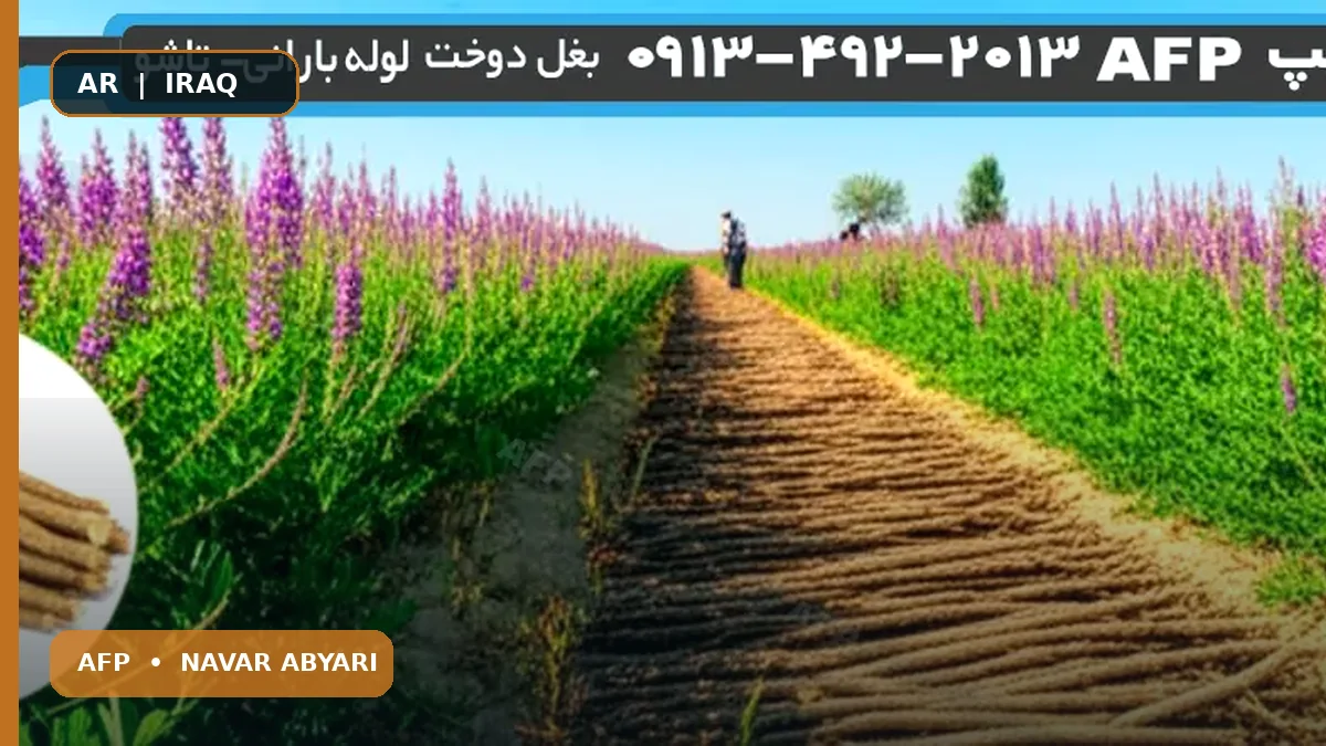 محصول جذر العرقسوس في الهكتار + العوامل المؤثرة 1 محصول جذر العرقسوس في الهكتار + العوامل المؤثرة