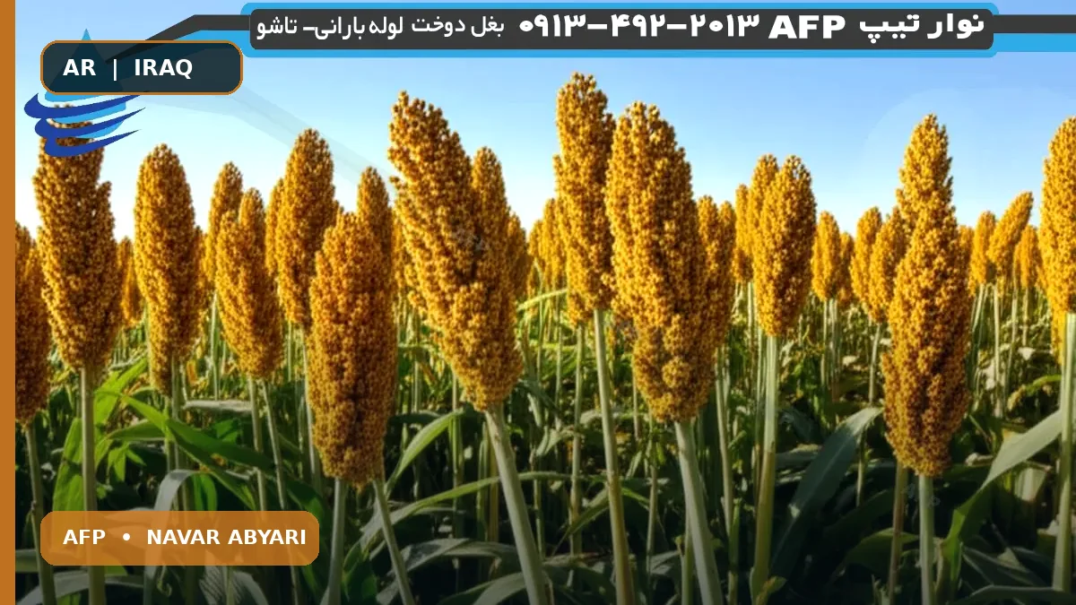 إنتاجية نبات الدخن لكل هكتار: العوامل المؤثرة وسبل المعالجة 1 إنتاجية نبات الدخن لكل هكتار: العوامل المؤثرة وسبل المعالجة