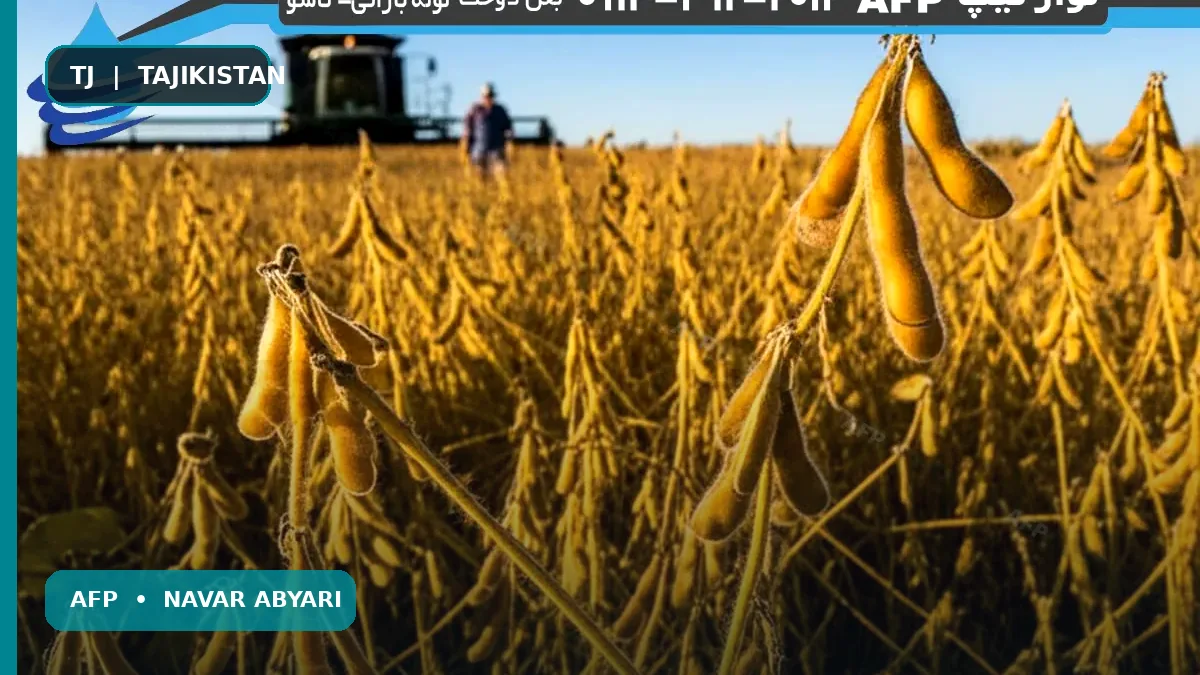 Микдори ҳосили соя дар як гектар: Роҳнамои пурра барои афзоиши ҳосилдорӣ ва фоидаоварӣ 1 Микдори ҳосили соя дар як гектар: Роҳнамои пурра барои афзоиши ҳосилдорӣ ва фоидаоварӣ