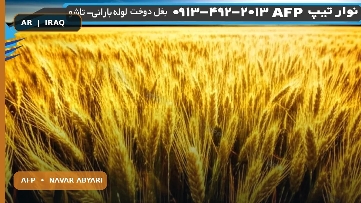 محصول الشعير الربيعي للهكتار: حلول عملية ومبتكرة 1 محصول الشعير الربيعي للهكتار: حلول عملية ومبتكرة
