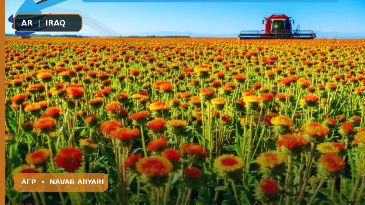 محصولية محصول الخوار (الزعفران) للهكتار: العوامل المؤثرة وسبل زيادتها 1 محصولية محصول الخوار (الزعفران) للهكتار: العوامل المؤثرة وسبل زيادتها