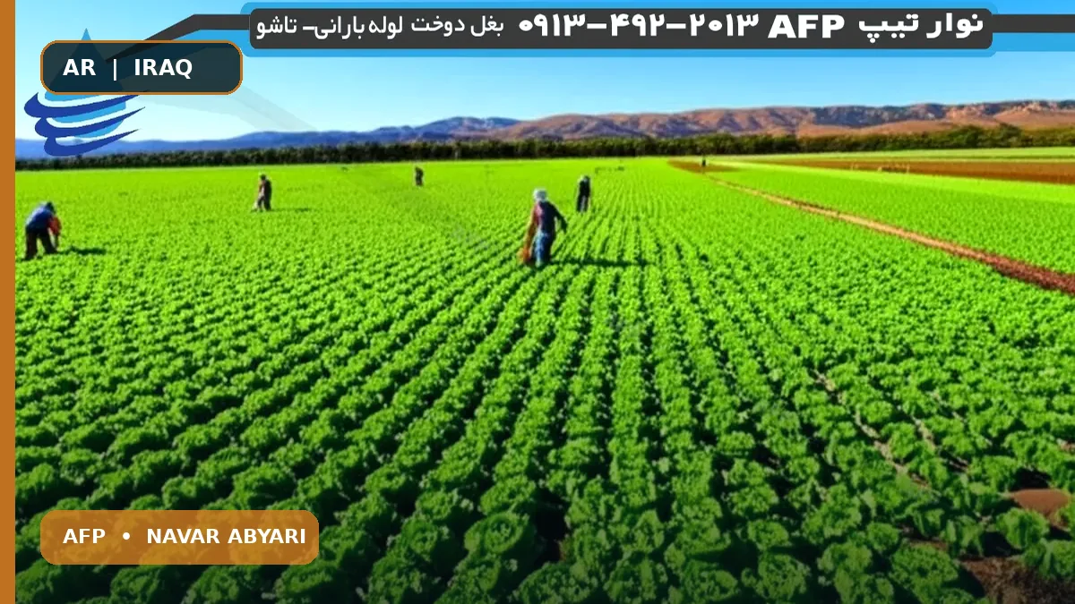 إنتاج الخس الروماني في الهكتار: العوامل المؤثرة وطرق زيادة المحصول 1 إنتاج الخس الروماني في الهكتار: العوامل المؤثرة وطرق زيادة المحصول