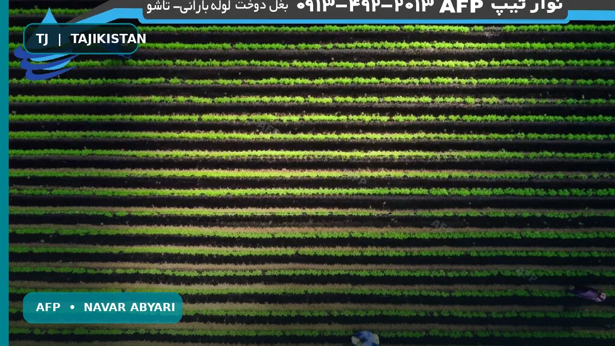 Миқдори тухми қаҳвагӣ дар як гектар: Дастури пурра + Нуқтаҳои асосӣ 1 Миқдори тухми қаҳвагӣ дар як гектар: Дастури пурра + Нуқтаҳои асосӣ