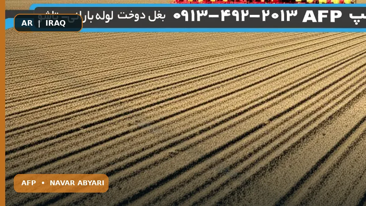 كمية بذور البنجر للهكتار: دليل شامل ومحسّن 1 كمية بذور البنجر للهكتار: دليل شامل ومحسّن