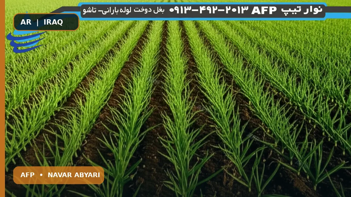كمية بذور الثوم للهكتار: العوامل المؤثرة وطرق الزيادة 1 كمية بذور الثوم للهكتار: العوامل المؤثرة وطرق الزيادة