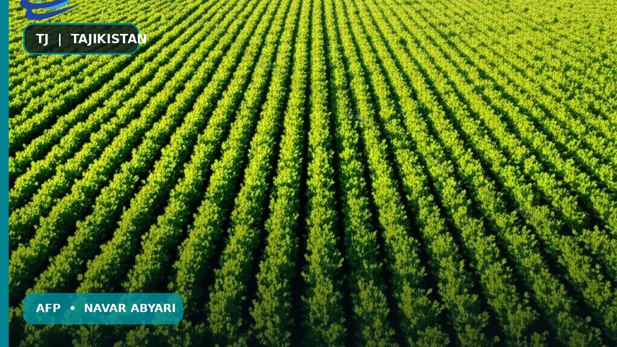 Миқдори тухми юнҷа дар як гектар + омилҳои таъсиррасон (беҳтарин усул) 1 Миқдори тухми юнҷа дар як гектар + омилҳои таъсиррасон (беҳтарин усул)