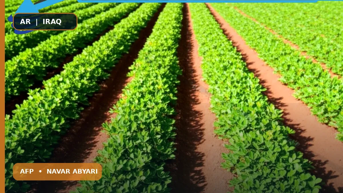 كمية بذور الفول السوداني في الهكتار + العوامل المؤثرة 1 كمية بذور الفول السوداني في الهكتار + العوامل المؤثرة