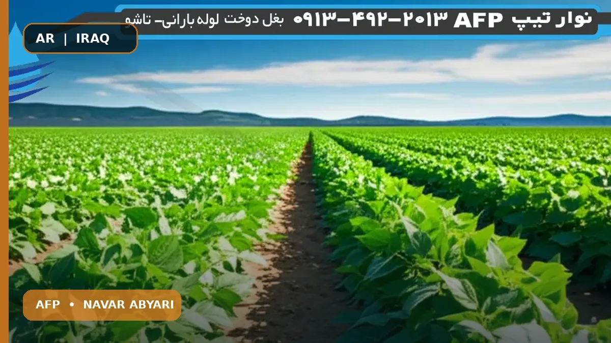 كمية بذور الفاصوليا البيضاء لكل هكتار + العوامل المؤثرة 1 كمية بذور الفاصوليا البيضاء لكل هكتار + العوامل المؤثرة