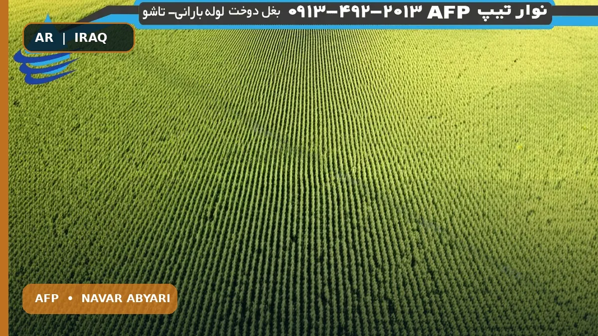 كمية بذور الدخن للفدان: دليل شامل + أهم النقاط 1 كمية بذور الدخن للفدان: دليل شامل + أهم النقاط