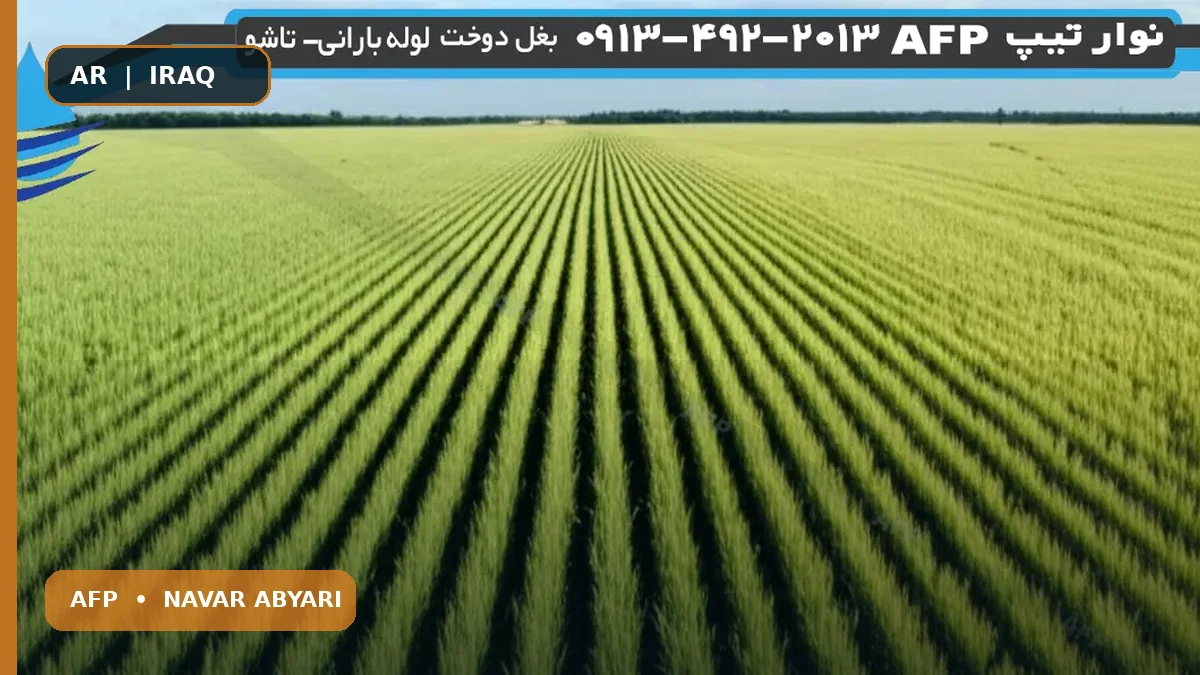 كمية بذور التريتيكاله في الهكتار + جدول كثافة الزراعة 1 كمية بذور التريتيكاله في الهكتار + جدول كثافة الزراعة
