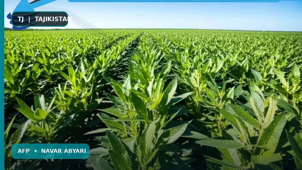 Миқдори тухми кунҷат дар як гектар + маслиҳатҳо барои афзоиши ҳосил 1 Миқдори тухми кунҷат дар як гектар + маслиҳатҳо барои афзоиши ҳосил