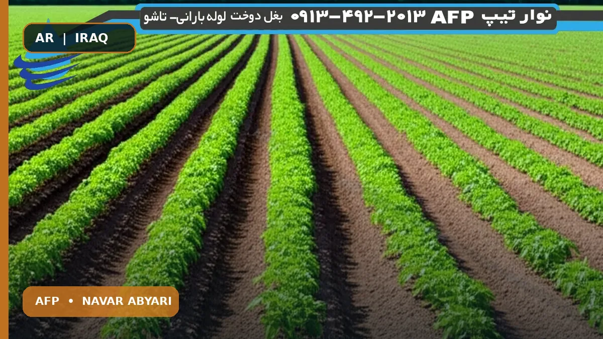 كمية بذور البندورة للهكتار: دليل شامل + أهم النقاط 1 كمية بذور البندورة للهكتار: دليل شامل + أهم النقاط