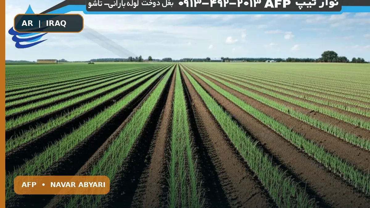 كمية بذور الكراث لكل هكتار: الدليل الشامل 1 كمية بذور الكراث لكل هكتار: الدليل الشامل