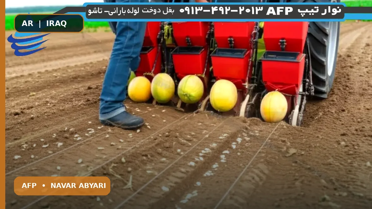 كمية بذور الشمام لكل هكتار؟ (دليل شامل) 1 كمية بذور الشمام لكل هكتار؟ (دليل شامل)