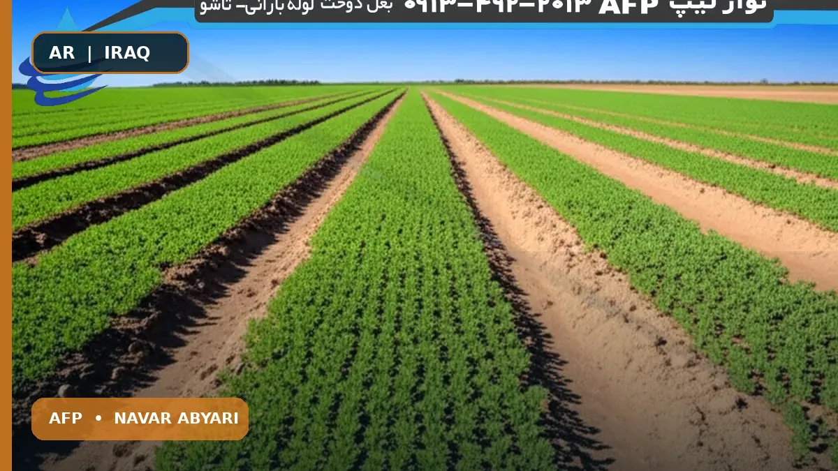 كمية بذور الكمون الحلوب لكل هكتار + نصائح الزراعة والعناية 1 كمية بذور الكمون الحلوب لكل هكتار + نصائح الزراعة والعناية