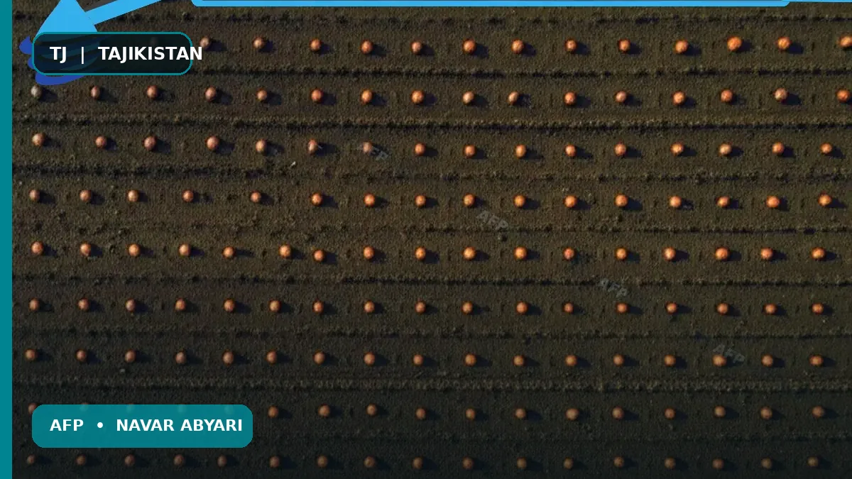 Миқдори лубияи заъфарон дар як гектар: Дастури муфассал + Ҷадвали зичӣ 1 Миқдори лубияи заъфарон дар як гектар: Дастури муфассал + Ҷадвали зичӣ