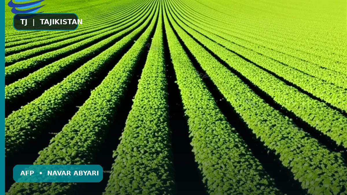 Миқдори тухми раҳатқулфа дар як гектар: дастури мукаммали кишт 1 Миқдори тухми раҳатқулфа дар як гектар: дастури мукаммали кишт