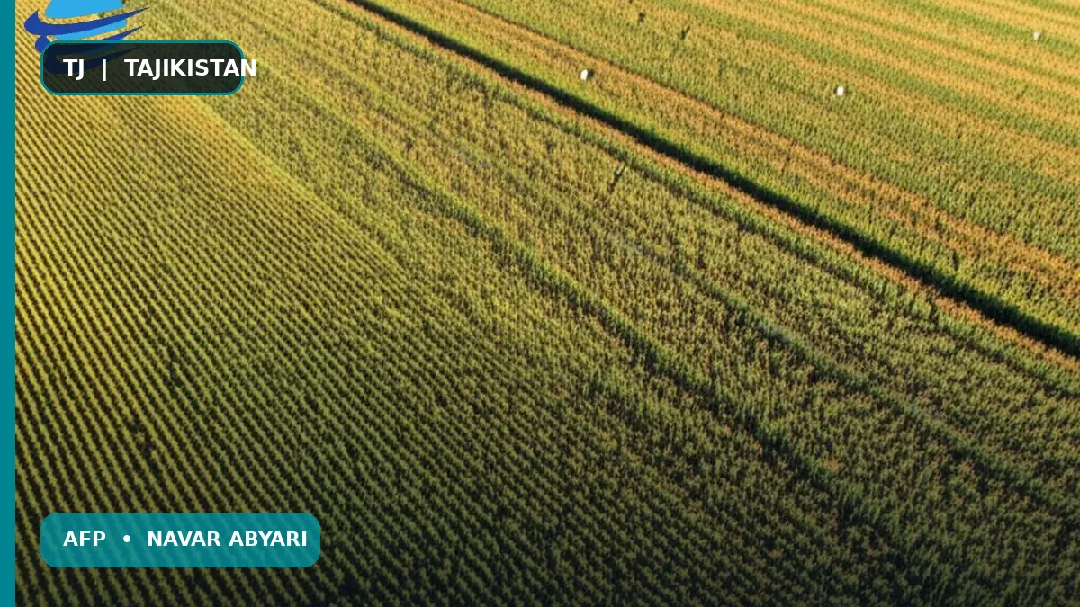 Микдори тухмии ҷуворимакши дондор дар як гектар чанд аст? 1 Микдори тухмии ҷуворимакши дондор дар як гектар чанд аст?