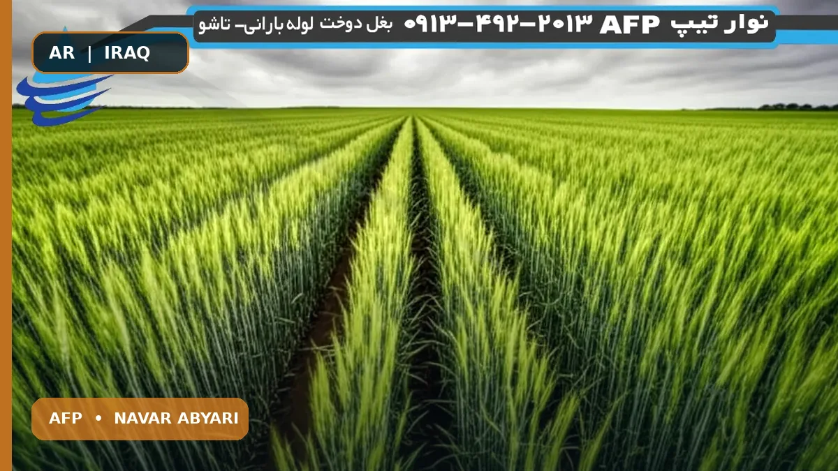 كمية بذور القمح البعل في الهكتار: دليل زراعي شامل 1 كمية بذور القمح البعل في الهكتار: دليل زراعي شامل
