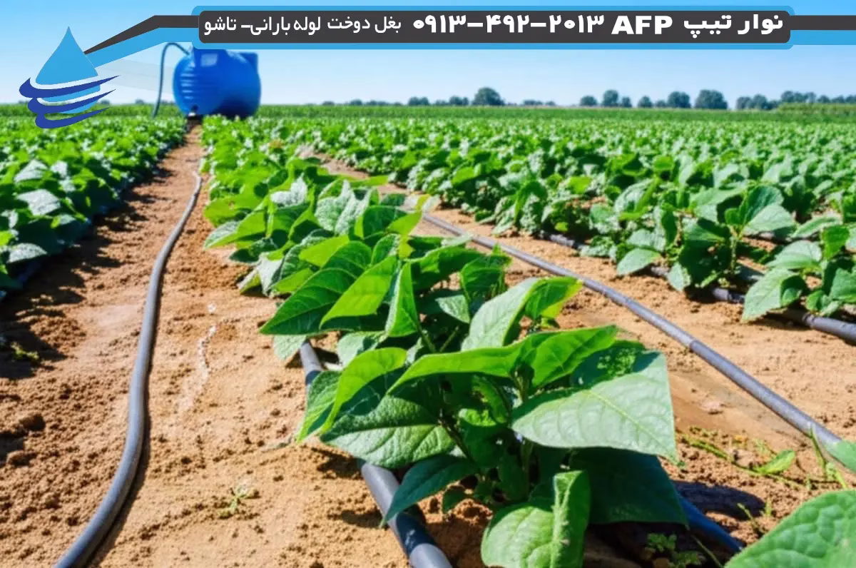 نوار تیپ برای لوبیا: راهنمای جامع آبیاری قطرهای 3 picture-of-drip-tape-for-bean-farming