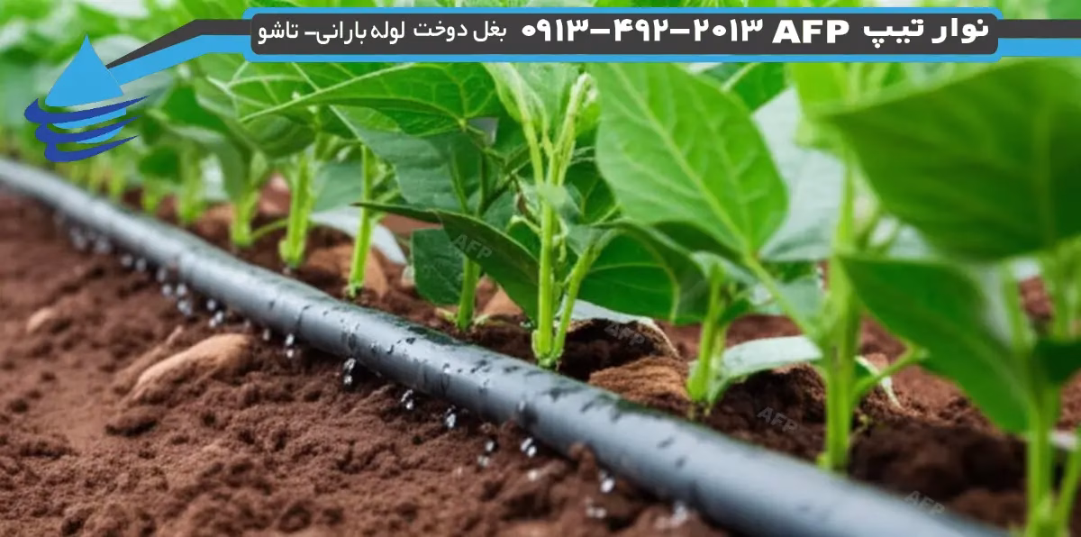 نوار تیپ برای لوبیا: راهنمای جامع آبیاری قطرهای 2 picture-of-drip-tape-for-bean-farming