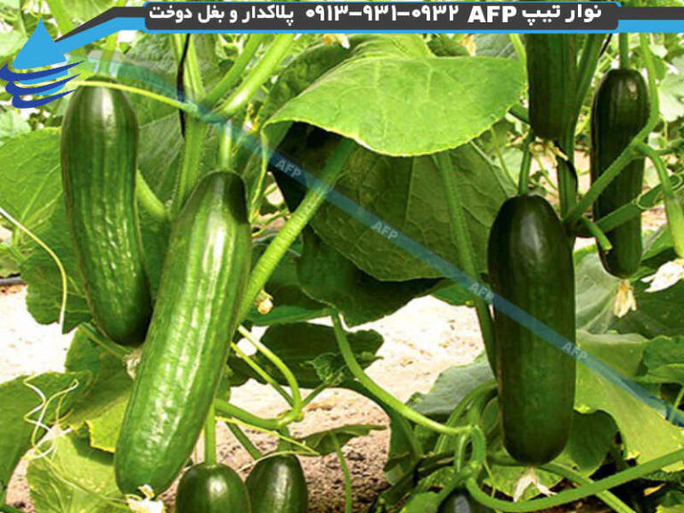 کاشت خیار قطره ای روش