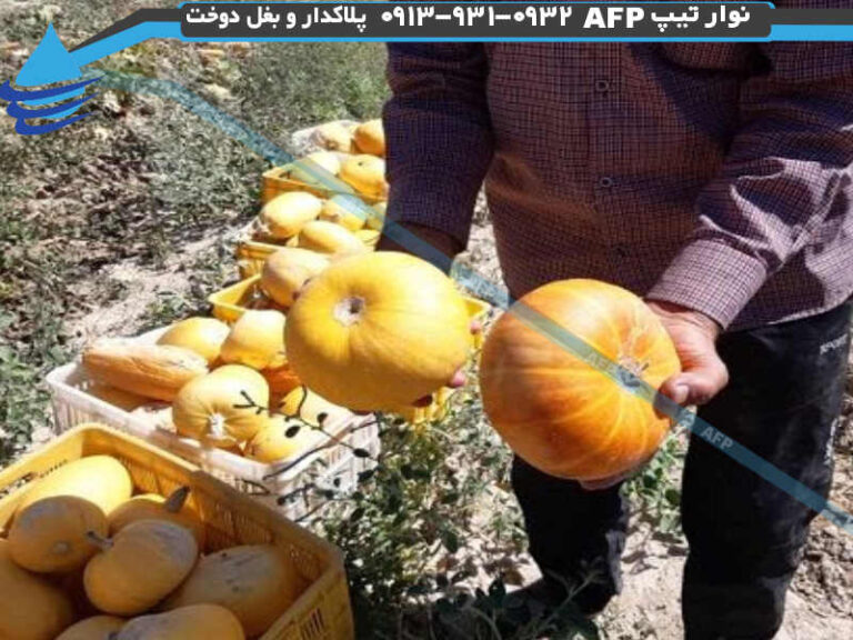 کدو آجیلی